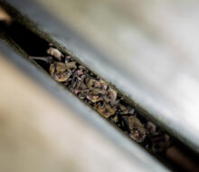 Home Sweet Home: Kentucky Bridge Project Successfully Attracts Endangered Bats to Roost